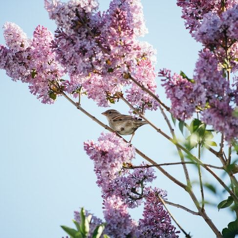 Small bird on branch of Syringa vulgaris tree on sunny spring day